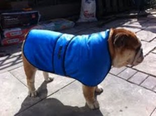 Cooling Dog Coats by KeepCool VetGold North America