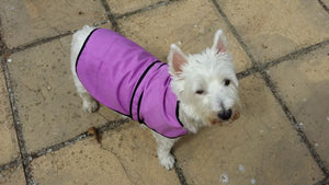 Cooling Dog Coats by KeepCool