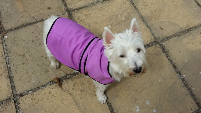 Cooling Dog Coats by KeepCool